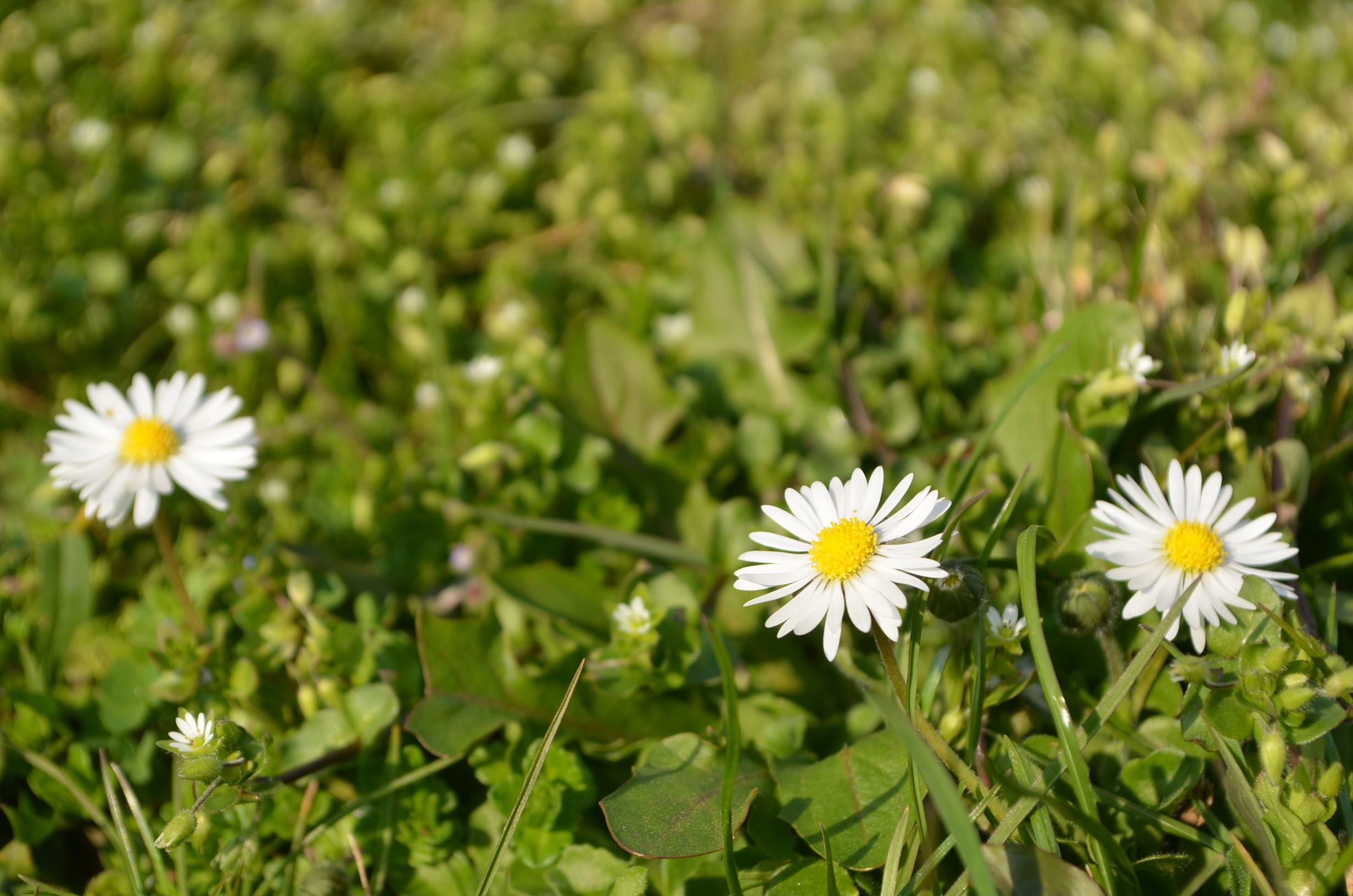 The Krzyżowa Foundation's Green Table - online version